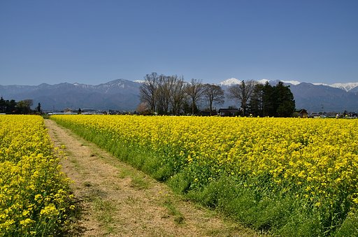 菜の花畑とアルプス