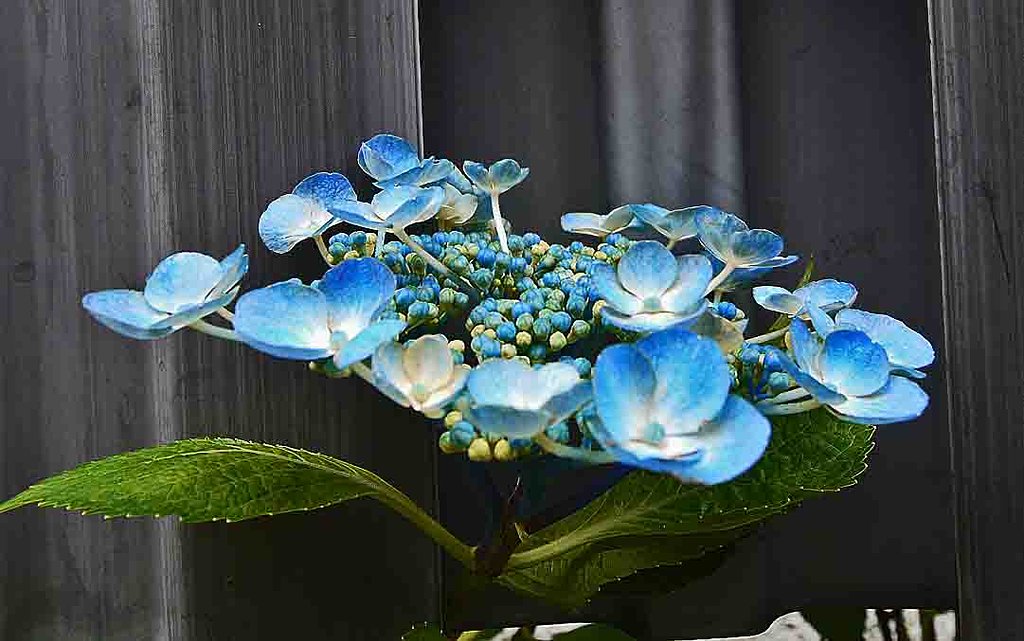 §　青い紫陽花　§