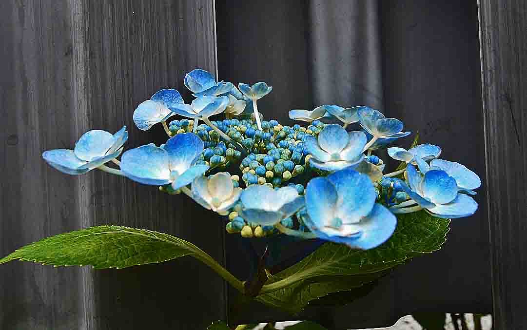 §　青い紫陽花　§