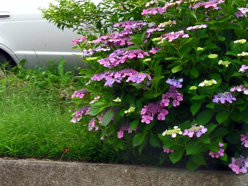 空地の紫陽花