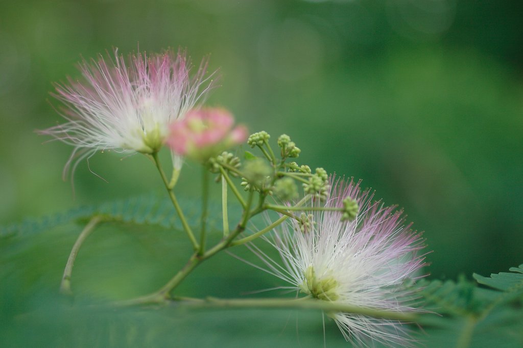 初夏の花？