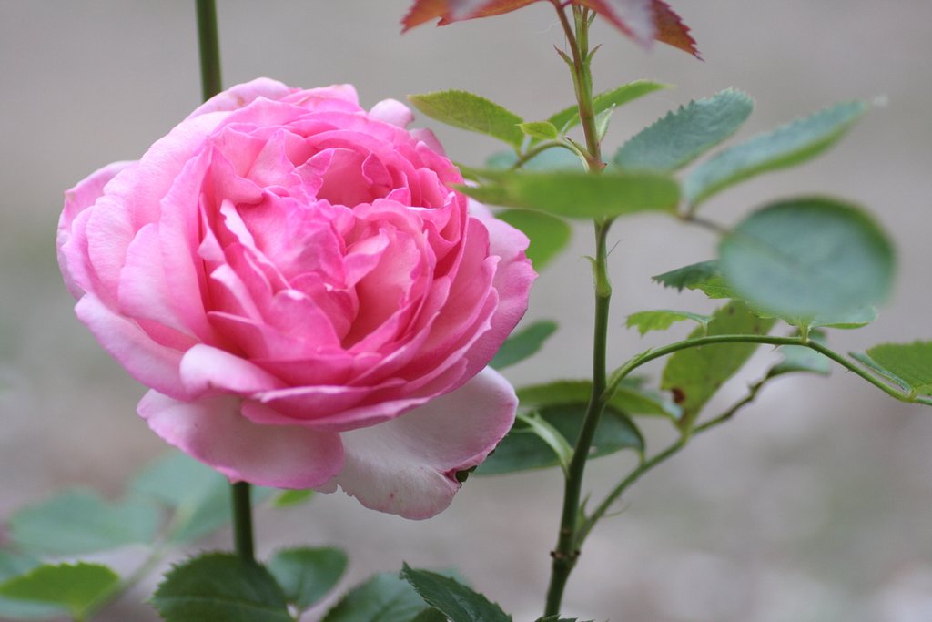 ピンクの薔薇