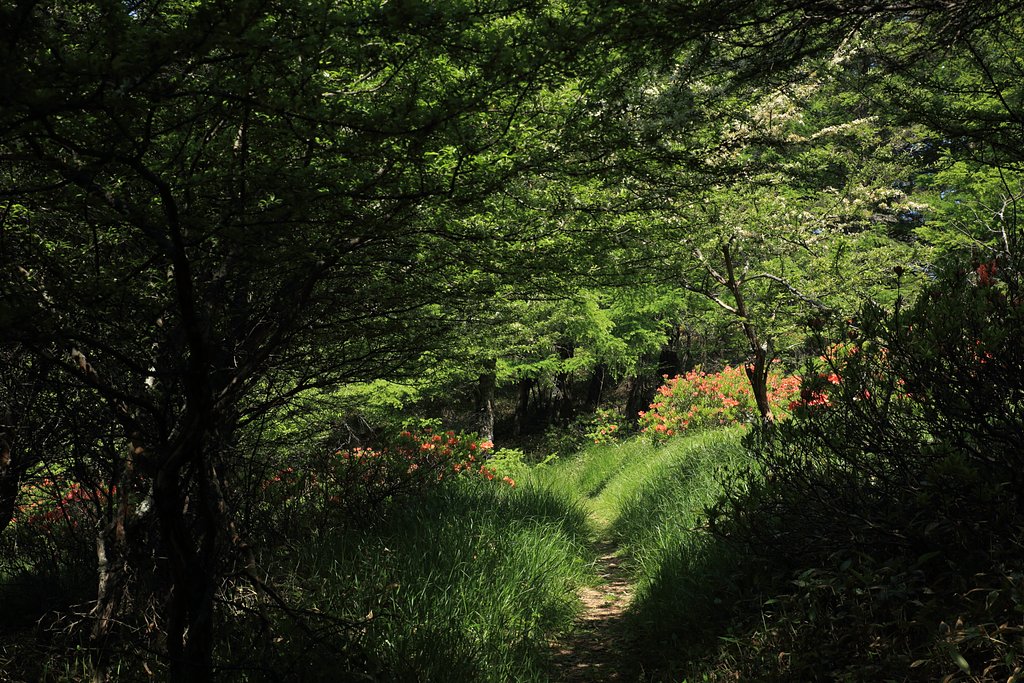 遊歩道の風景