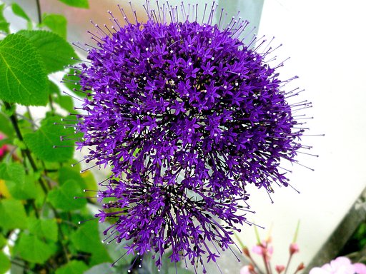 紫の花
