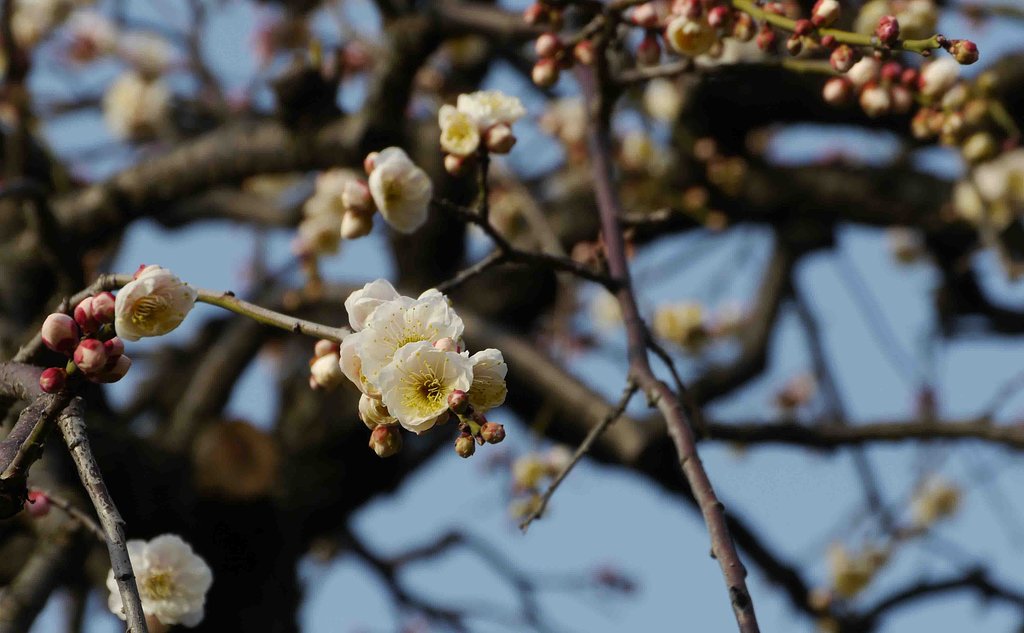 【　APRICOT　】‐Ⅱ