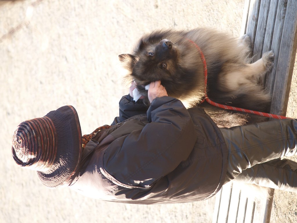 犬とおばさん
