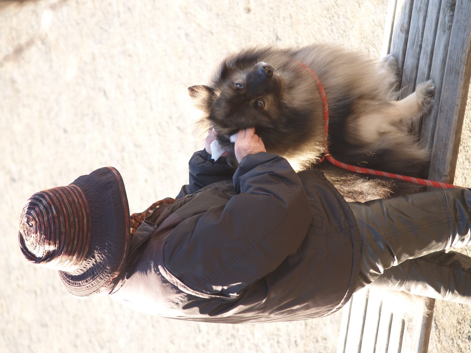 犬とおばさん