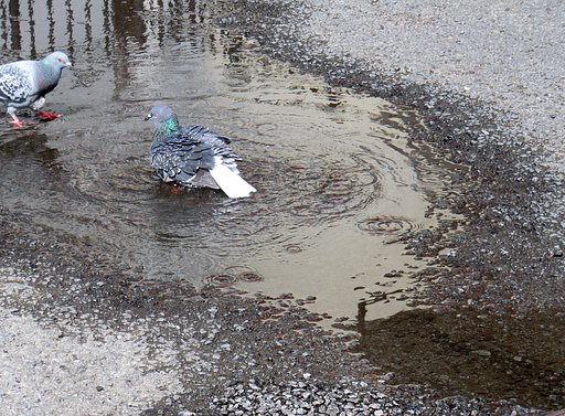 水温む