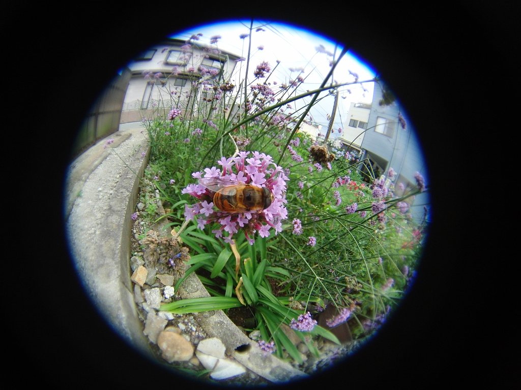 虫の目　ケラレの様子