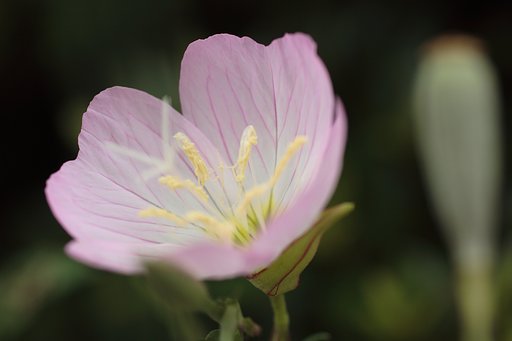 月見草