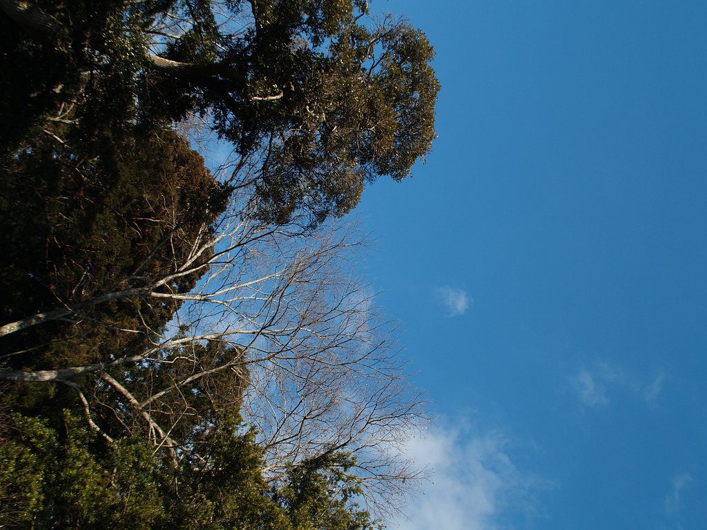 森と青空