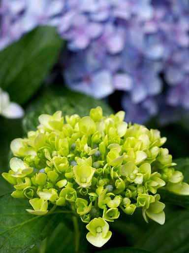 紫陽花