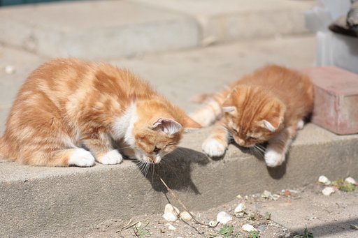 子猫２匹
