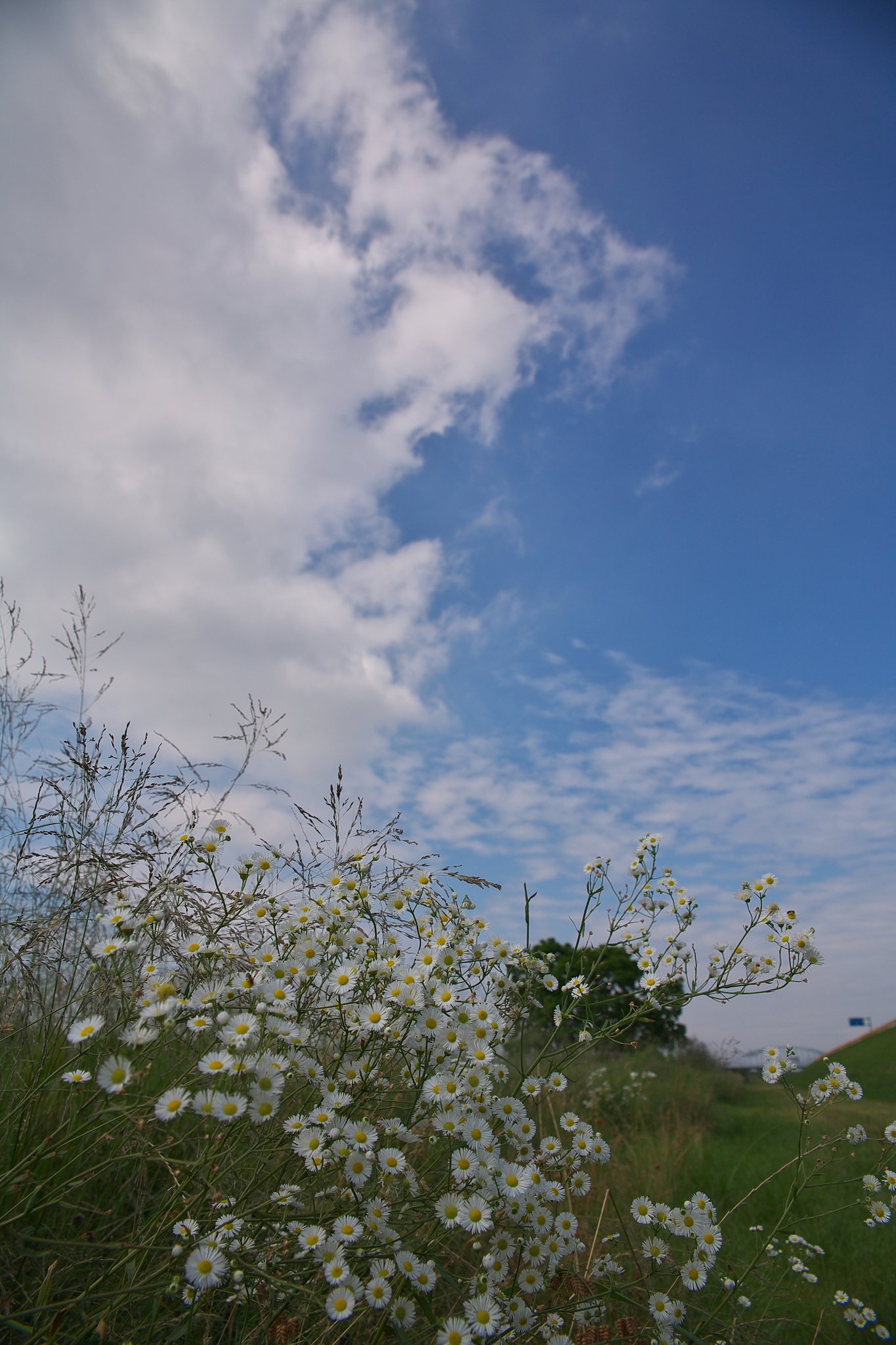 梅雨の晴れ間に