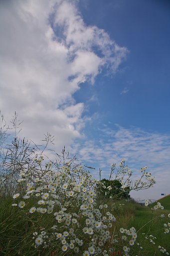 梅雨の晴れ間に