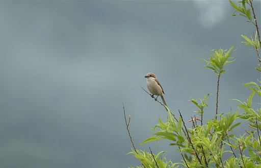 モズ♀