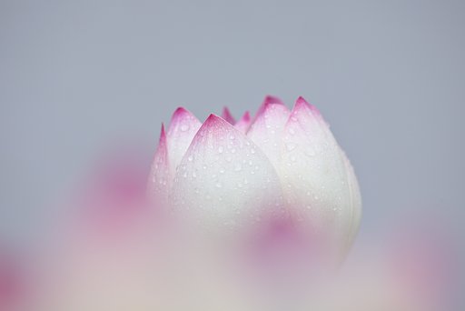 蓮花雨②