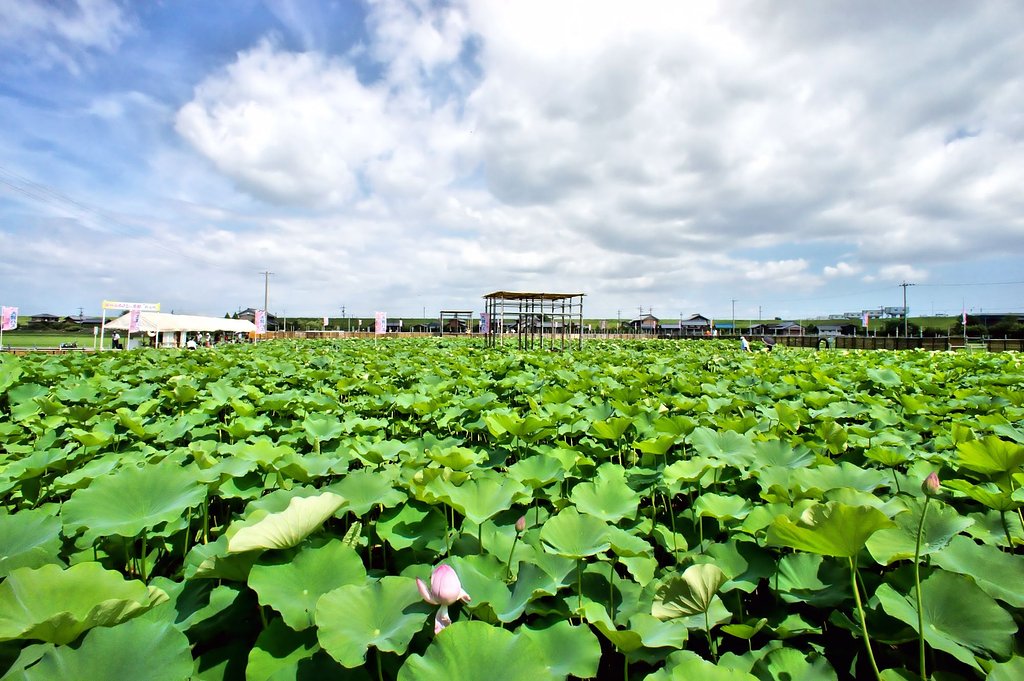大賀ハス園