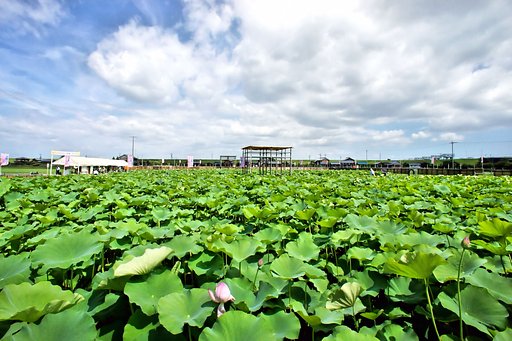 大賀ハス園