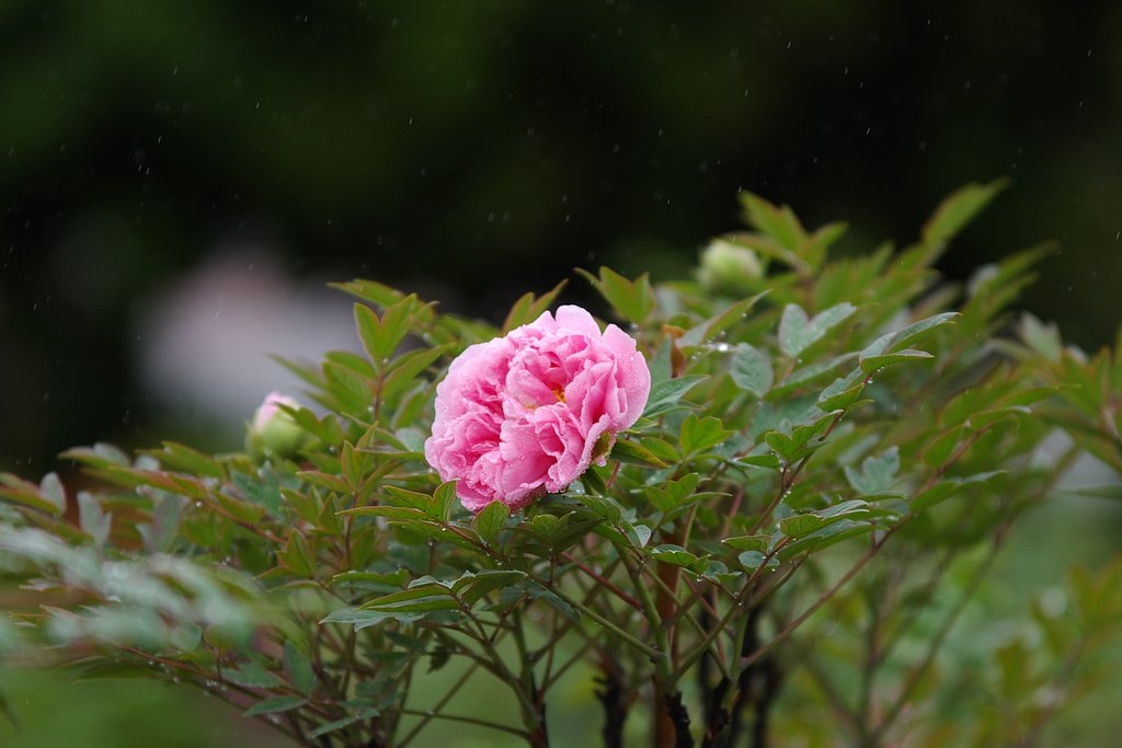 雨に濡れて２