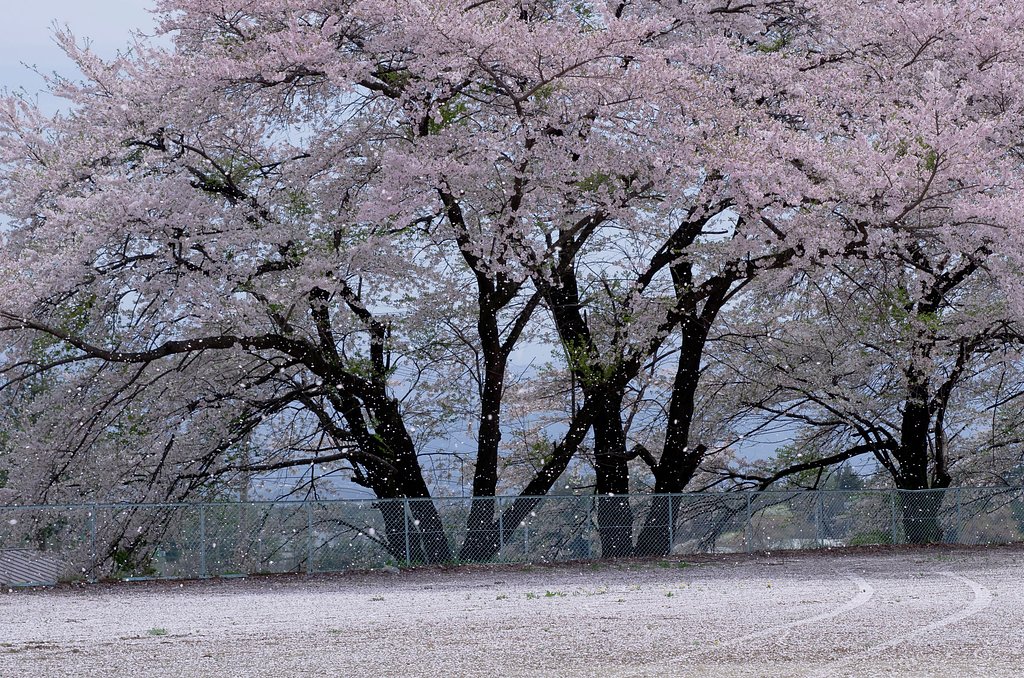 桜花吹雪