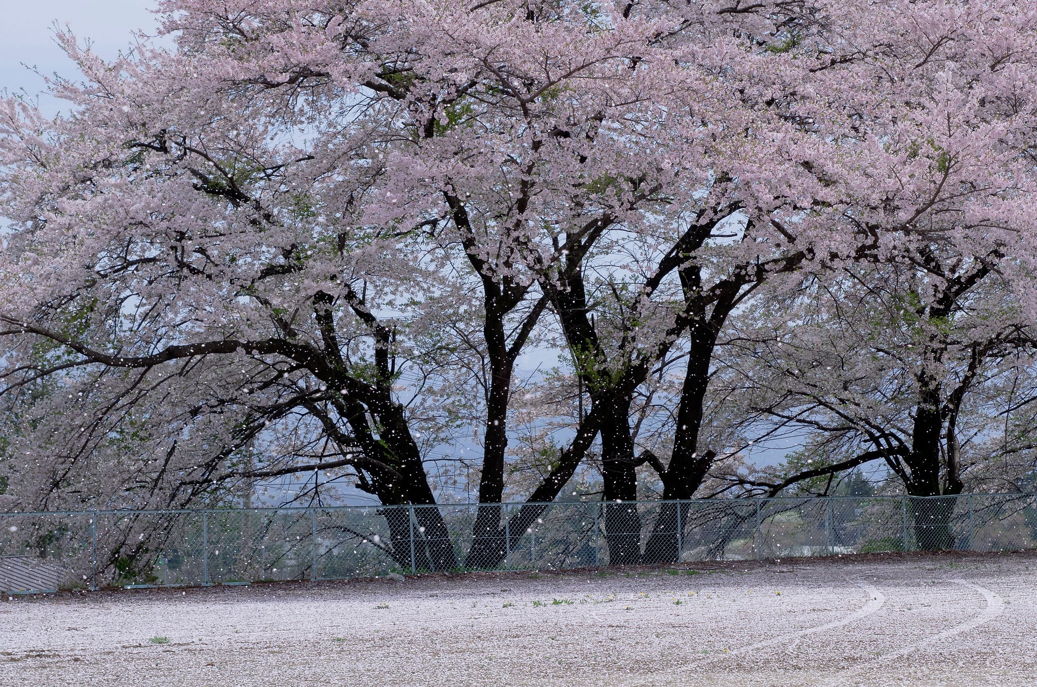 桜花吹雪