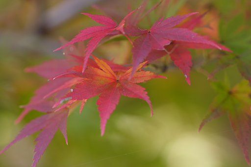 2005-紅葉