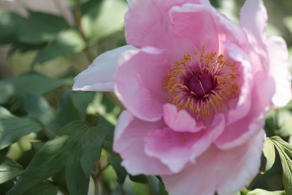牡丹