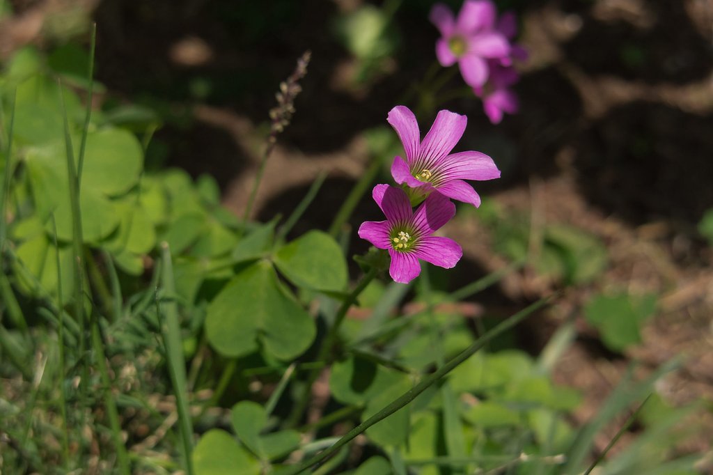 小さな花