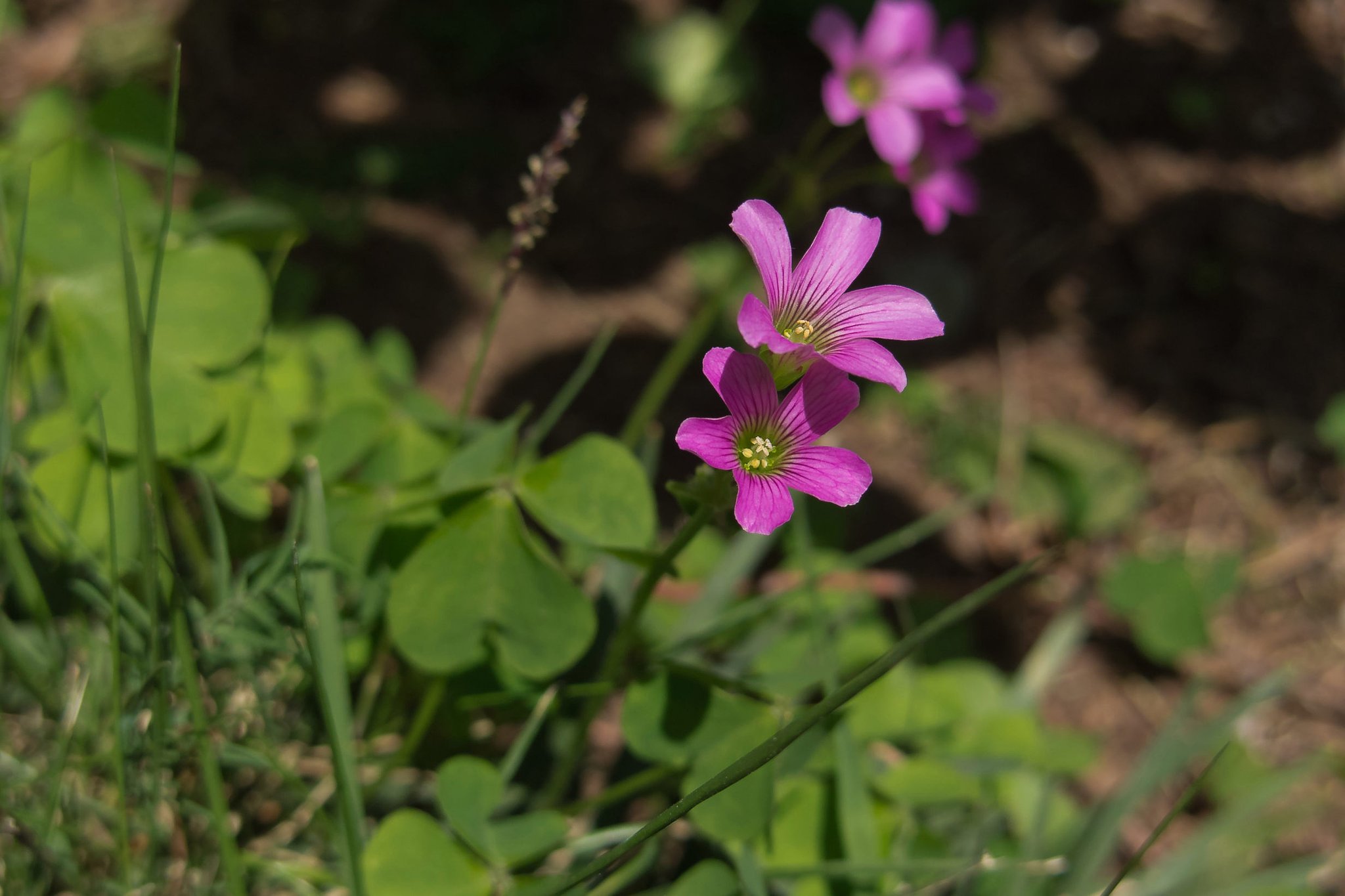 小さな花