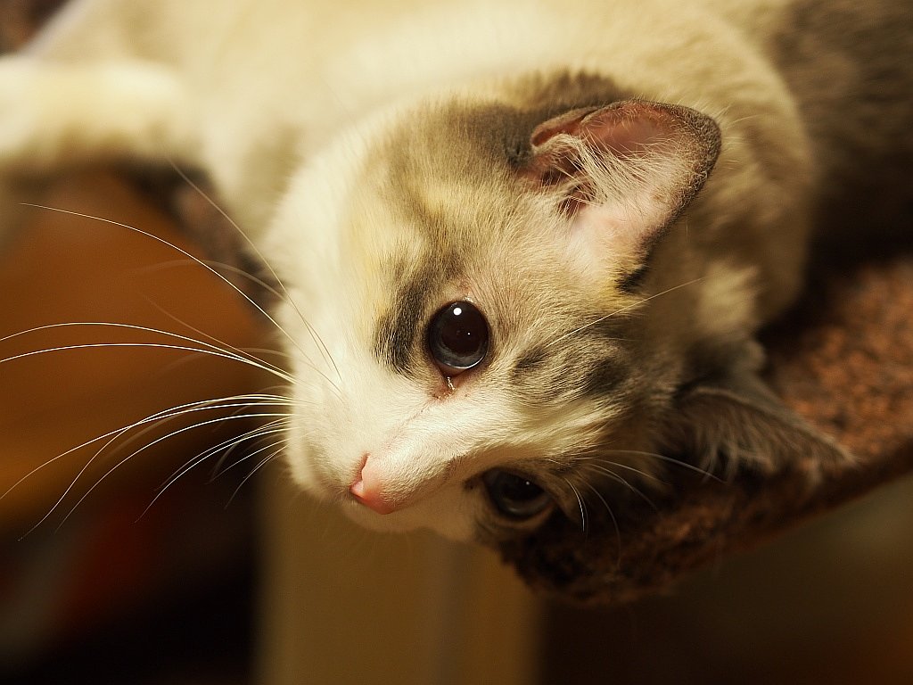 またまた猫です…^^;