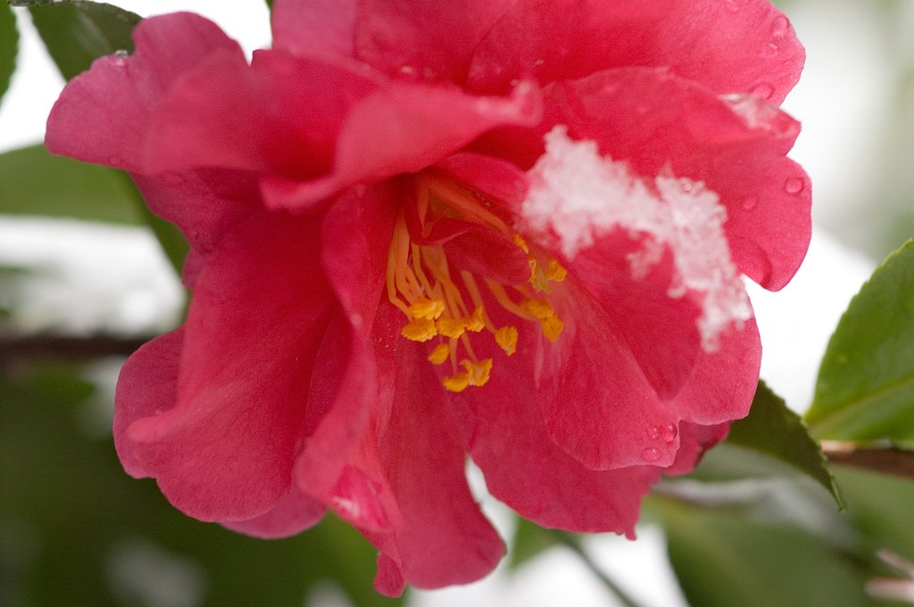 花にかかる雪