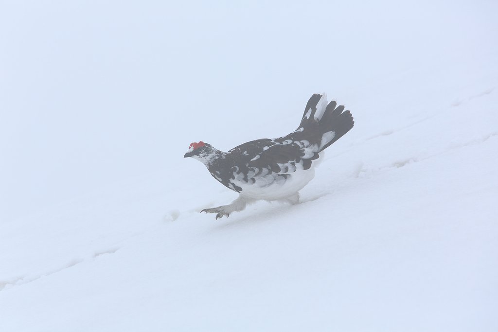 雪面を歩く雄雷鳥