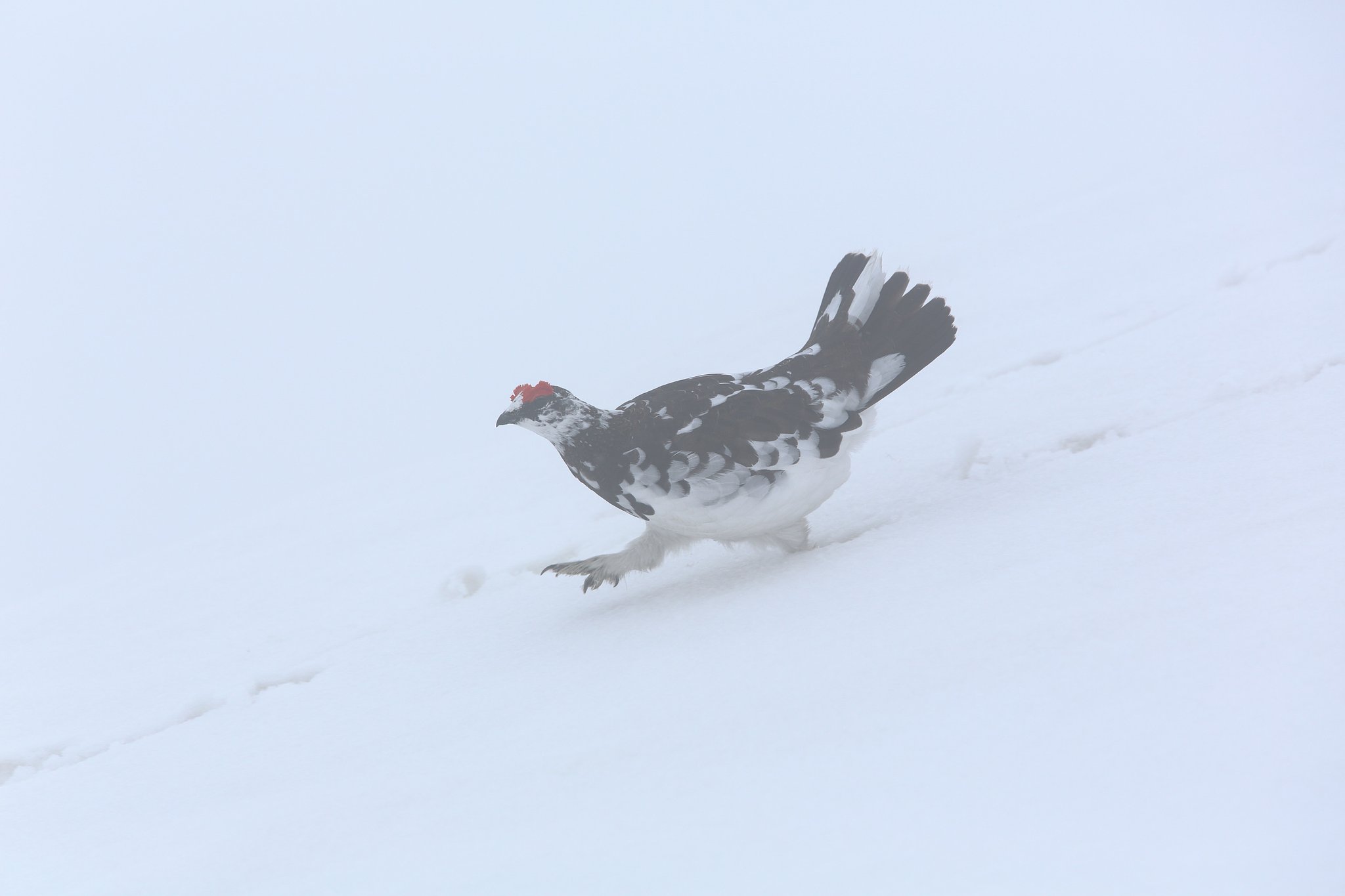 雪面を歩く雄雷鳥