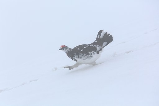 雪面を歩く雄雷鳥