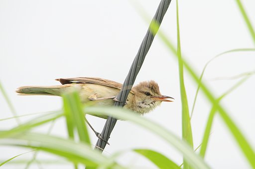 オオヨシキリ