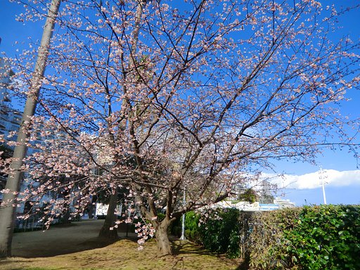 お宮緑地の桜