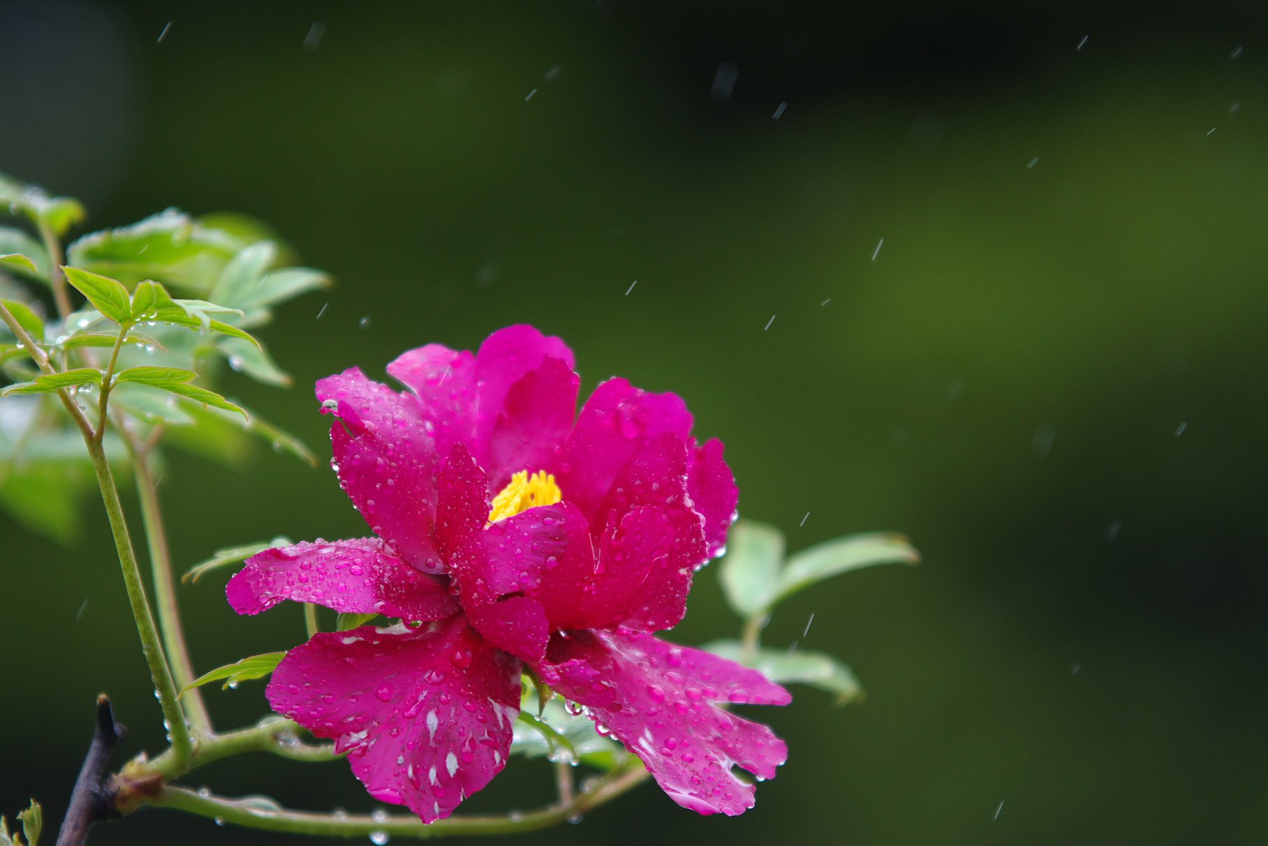 雨に濡れて１