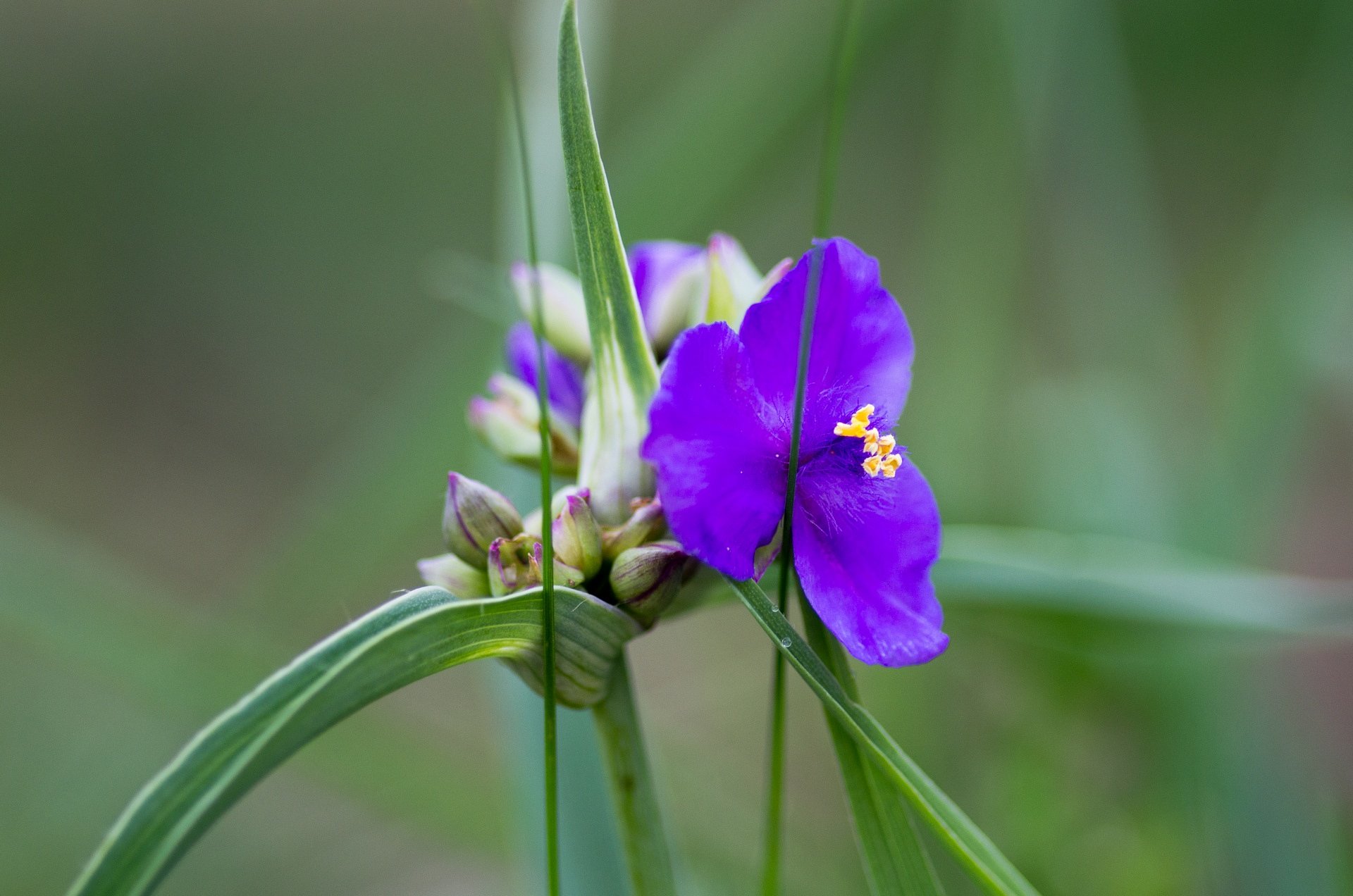 細い道で目だってさいてます。
