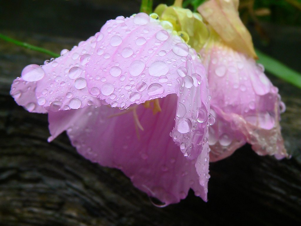 ひるがおの雨粒〜