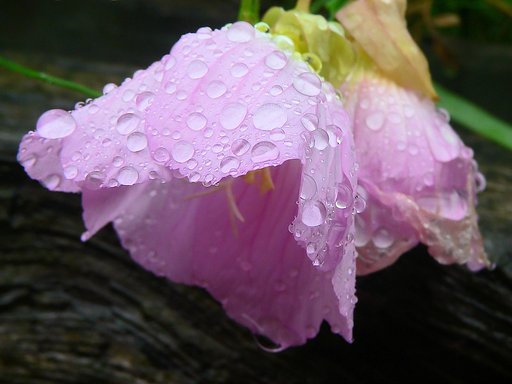 ひるがおの雨粒〜