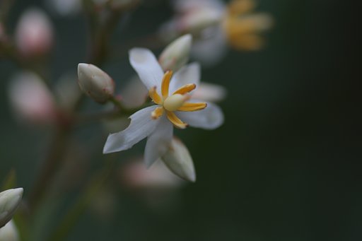 ナンテンの花