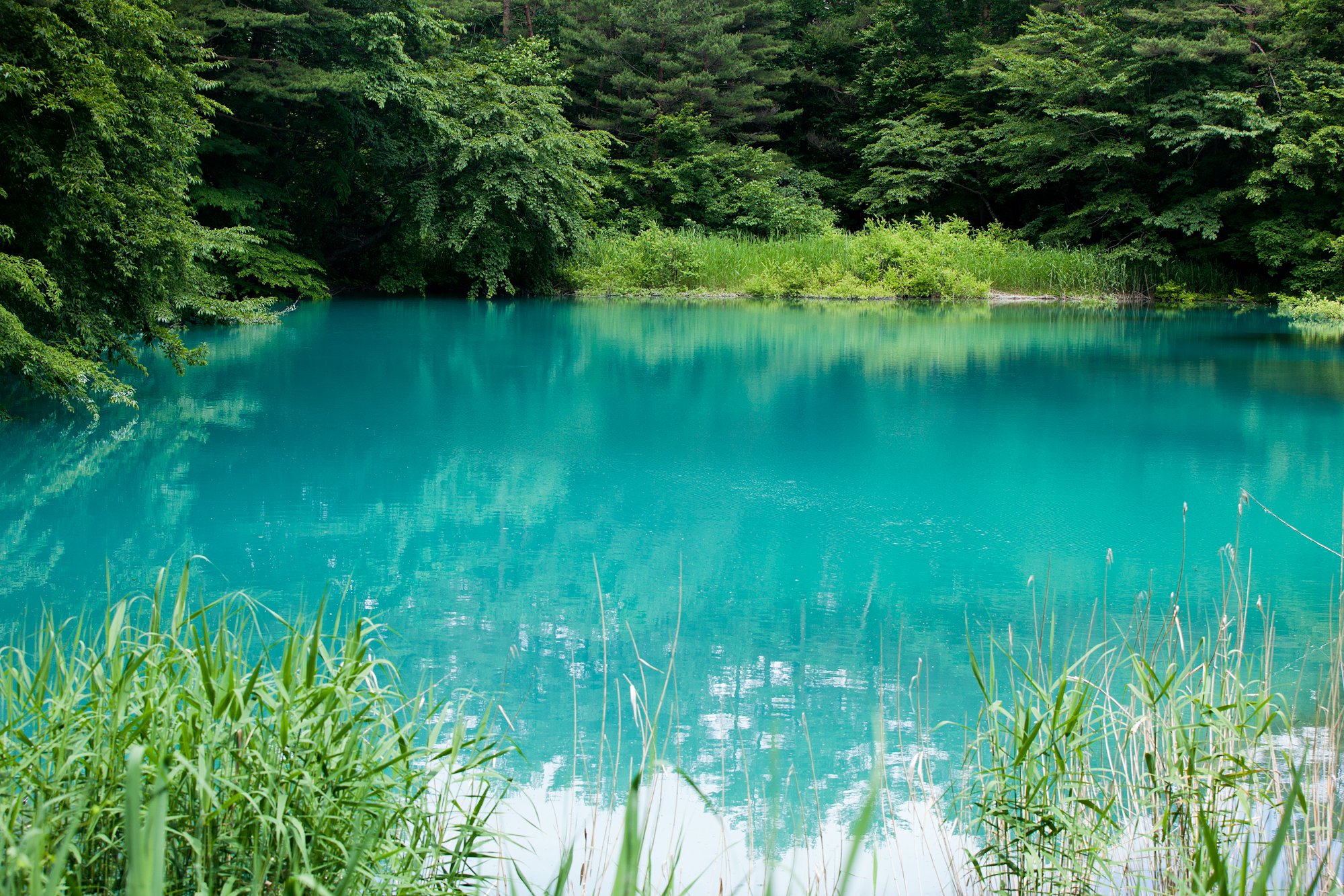 青沼
