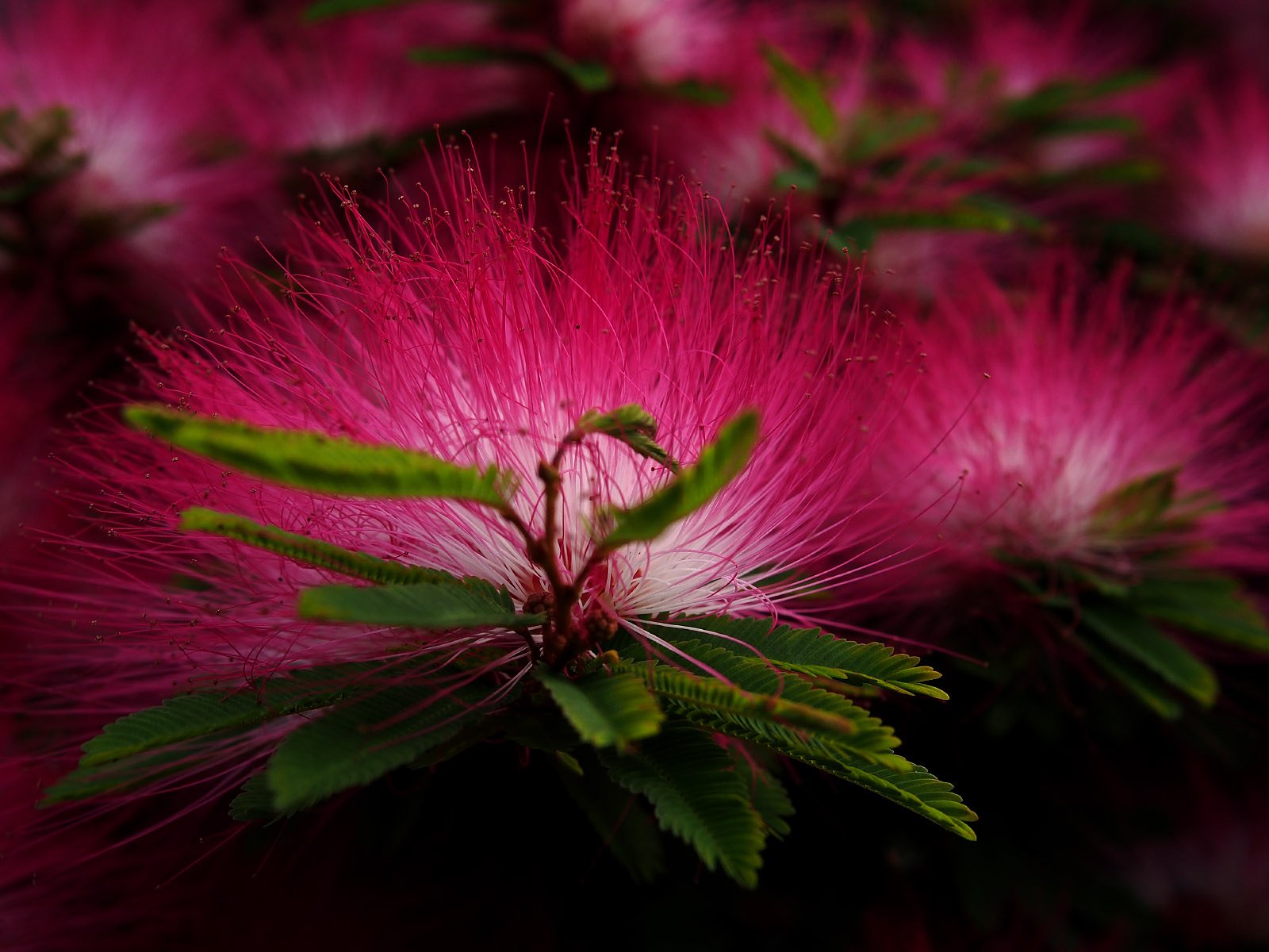 ネムノキの花