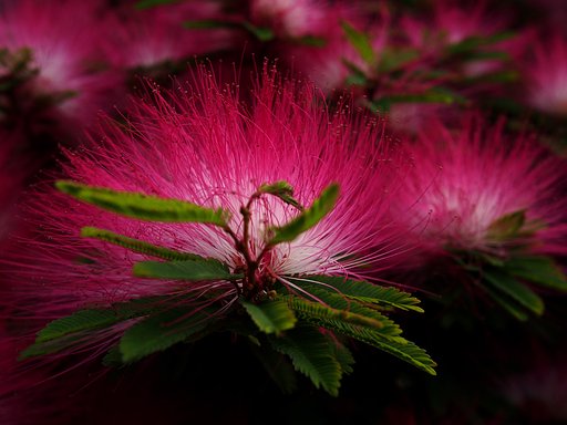 ネムノキの花
