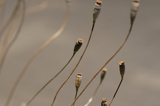 脚線美
