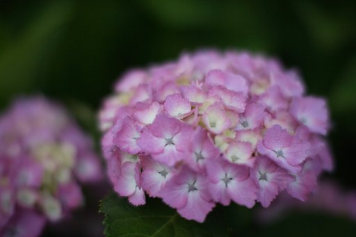 紫陽花