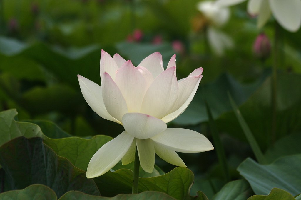 散り始め直前の花