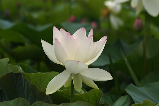 散り始め直前の花