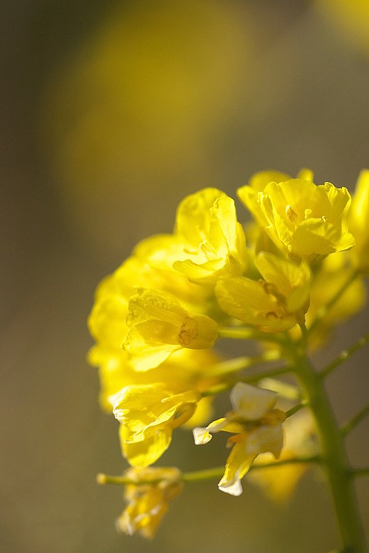菜の花見つけましたが・・・